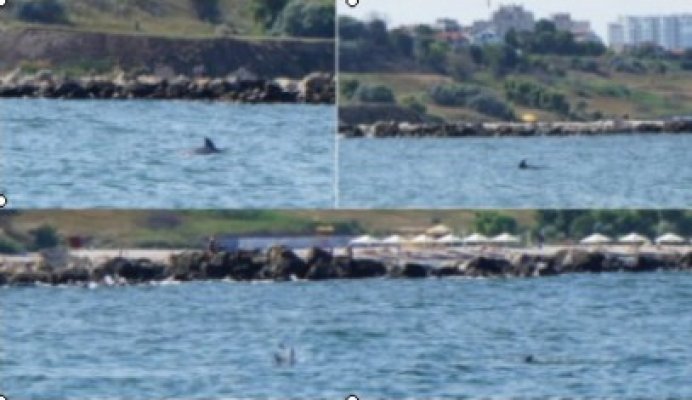 11 delfini au fost găsiţi morţi în luna august